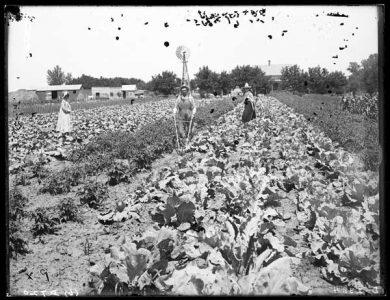 Growing Vegetables Took Grit in the Old West Image